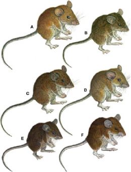 Cientistas identificam sete novas espcies de ratos nas Filipinas