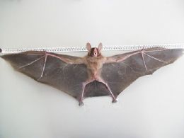 Mestrandos capturam maior morcego das Amricas no interior do estado