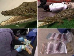 Polcia apreende crocodilo com traficantes em operao antidrogas