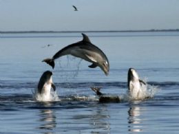 Espcie de golfinho  descoberta por pesquisadores da Austrlia