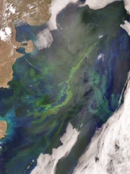 Satlite da Nasa capta imagem de fitoplnctons na costa da Argentina