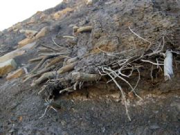 Pesquisadores descobrem 'floresta mumificada' nos Estados Unidos