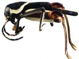Nova espcie de inseto em miniatura  encontrada na Amrica Central