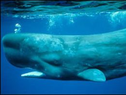 Fezes de baleia ajudam oceanos a absorver gs carbnico, diz pesquisa