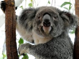 Coala australiano tem de ser includo em lista de ameaados, diz cientista