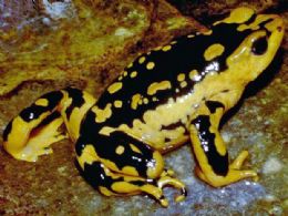 Salamandra da Guatemala e r peruana correm risco de extino