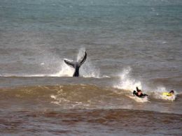 Baleias franca so vistas prximo a surfistas no litoral do RS