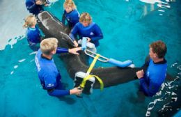 Baleia ganha prtese para tratar desvio na coluna
