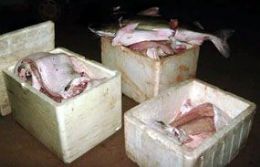 Polcia prende 4 por transportar 30 kg de pescado irregularmente