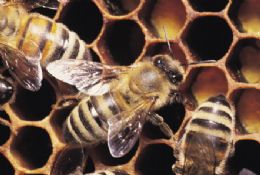 Estudantes so atacados por abelhas no interior do Paran