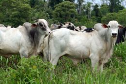 Estncia Bahia deve bater recorde de venda em mega leilo neste sbado