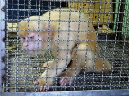 Raro macaco-prego albino  entregue ao Ibama no Par
