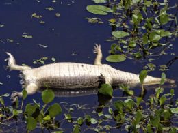 Polcia investiga matana de jacars no Pantanal de Mato Grosso do Sul