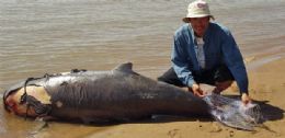 H menos de uma centena de golfinhos-de Irrawaddy, afirma WWF