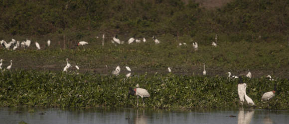 Pantanal  diamante a ser lapidado, diz documentarista da 'National Geo'