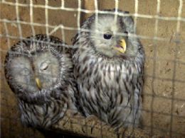 Sueco  condenado a priso por capturar 13 mil aves selvagens