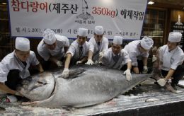 Comrcio excessivo de atum-rabilho pode diminuir populao da espcie