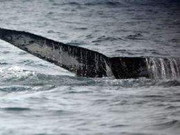 Baleias ameaadas de extino tm aumento populacional