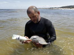 O espcime fmea de golfinho-do-rio-da-prata  amamentado nesta tera-feira (17), no Uruguai