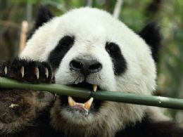 Cientistas identificam micrbios que ajudam pandas a comer bambu