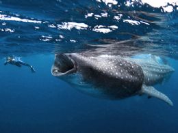 Pesquisadores registram reunio de mais de 400 tubares-baleia
