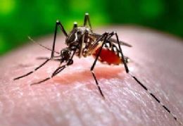 Brasil adota novo critrio para casos de dengue