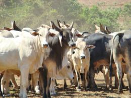 Mega Leilo deve comercializar 29,7 mil bovinos de corte em gua Boa
