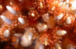 USP lana site com coleo de mais de 11 mil imagens de seres marinhos
