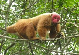 Aquecimento pode matar primatas herbvoros, diz estudo