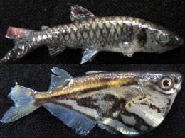 Quatro novas espcies de peixes podem ter sido descobertas em MT
