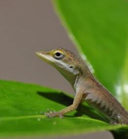 Estudo gentico com lagartos pode ajudar a decifrar a evoluo humana
