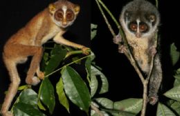Cientistas fotografam primata raro de olhos arregalados