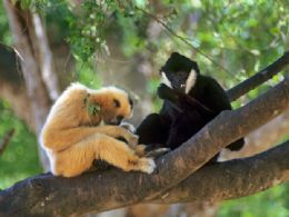 ONG encontra no Vietn maior grupo de primatas com risco de extino