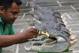 Filipinos vendem cabeas de crocodilos como souvenires