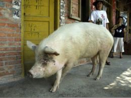 Cientistas da China clonam porco que sobreviveu a terremoto