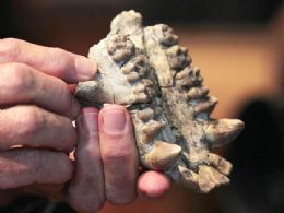 Paleontlogos descobrem primata que viveu h 20 milhes de anos