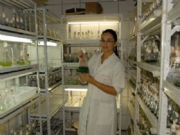 A pesquisadora Caroline Pamplona mostra uma cultura de cianobactrias, usadas para produo do cianodiesel.