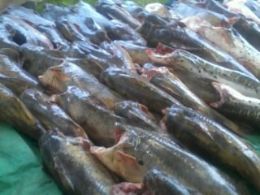 Mais de 800 kg de pescado so apreendidos em Vrzea Grande