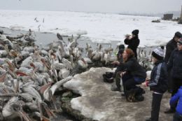 Centenas de espcimes de pelicano-crespo apareceram neste fim de semana na cidade porturia de Makhachkala, na Rssia.
