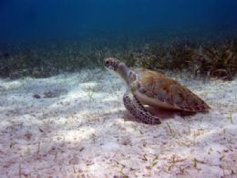 reas de proteo marinha mantm tartarugas a salvo, diz pesquisa