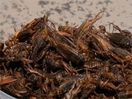 Na Bahia, livro de bilogo estimula incluso de insetos na dieta humana