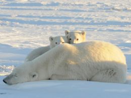 Degelo do rtico pode aumentar morte de filhotes de urso, diz estudo