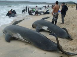 Na costa neo zelandeza 15 baleias-piloto atolam e outras 58 morrem