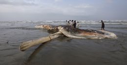 Carcaa de baleia aparece em praia do Paquisto e atrai populao