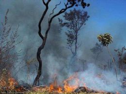 Incndio de grandes propores destri propriedades no Araguaia