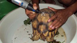 Tartarugas raras so 'tatuadas' para evitar trfico