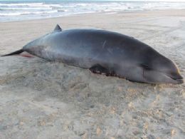 Espcie rara de baleia  encontrada morta em Cidreira, RS