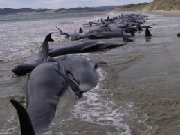 Turistas encontram 107 baleias-piloto encalhadas na Nova Zelndia