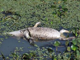 De acordo com ambientalistas, a matana pode ser resultado da pesca predatria que ocorre no Pantanal
