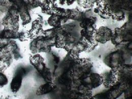 Cientistas encontraram bactrias com mais de 3 bilhes de anos em rochas na Austrlia